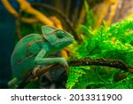 Green chameleon in the...