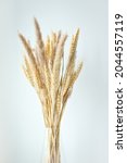 Stalks Of Dry Wheat In...