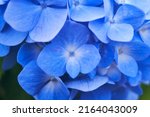 Blue Hydrangea. High Quality...