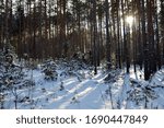 Pure snowy forest, met the sunset, quiet nature beckons for a long walk, calm and beautiful around