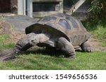Giant Tortoise Of Melbourne Zoo ...
