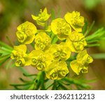 Small photo of yellow flowers of cypress spurge (Euphorbia cyparissias)