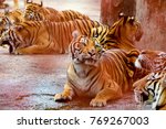 Group Of Tigers Thailand