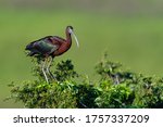 A Glossy Ibis Perched Above A...