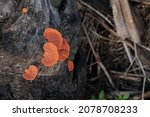 Orange Turkey Tail Mushroom...