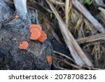 Orange Turkey Tail Mushroom...
