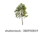 isolated deciduous tree on a white backgrounds