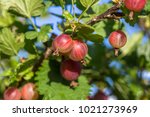 Fresh Gooseberries On A Branch...