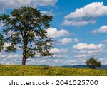 A tree in a field at the Antietam National Battlefield on a sunny summer day in Sharpsburg, Maryland, USA
