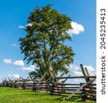 A tree next to a wooden fence on the Antietam National Battlefield on a sunny summer day in Sharpsburg, Maryland, USA