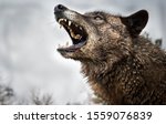 Small photo of Wolf Growling and Fighting and Two Wolves Fighting