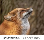 Red Fox Portraits In The...