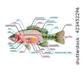 Bass Fish Vector Clipart image - Free stock photo - Public Domain photo ...