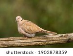 Collared Dove On A Branch