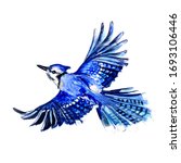 Blue Watercolor Bird Jay In...