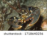 portrait of common lobster on reef 