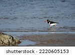 Small photo of oyster catcher (also known as eurasian oyster catcher) feeding at low tide on sandy beach