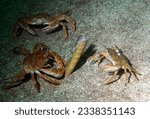 Small photo of group of harbour crabs (also known as sandy swimming crabs) tear apart and feed on a razor shell (also known as razor clam, razor fish or spoot)