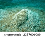 Small photo of wide eyed flounder showing effective camouflage on a sandy sea bed
