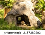 Lowland paca cuniculus eating in a rock shelter, animal feeding, ZOO Liberec, Czech Republic