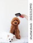 Small photo of Two small dogs a miniature poodle and a Pomeranian on a white background, above the poodle a hand holds a dog care brush, a slicker brush