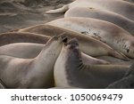 Elephant Seals Playing