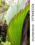 Small photo of Lantannyen fey (Phoenicophorium borsigianum, latanier palm) palm leaf, endemic Seychelles species, in Vallee de Mai Nature Reserve, Praslin, Seychelles.