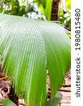 Small photo of Lantannyen fey (Phoenicophorium borsigianum, latanier palm) palm leaves, endemic Seychelles species, in Vallee de Mai Nature Reserve, Praslin, Seychelles.