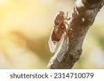 Small photo of A cicada sits on a fig tree on summer, closeup shot. Singing loudly to call the female. Intense buzzing of cicadas. Cicada Lyristes plebejus. Selective focus