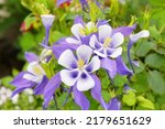 Small photo of Purple Columbine Flowers (Aquilegia) in the garden. Columbine (Aquilegia spp.) blooms are said to resemble jester's cap. A kind of spring flower and have many colors.