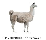 Adult lama exterior isolated...