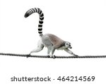 Ring Tailed Lemur Walking On A...