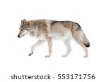 wolf isolated over a white background