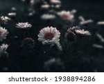 Small photo of Meadow of white daisy flowers with dark , moody colors . Close up of Daises blossom blooming in a field or garden with somber and scenic colors for floral design concept . Selective focus , Copy space