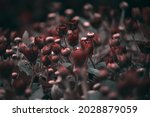 Small photo of Somber , Moody botanical garden with beautiful red flowers , Close up of flower buds with dark background , sombre floral composition. baroque artistic rembrandt lighting style, fine art design