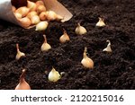 Small photo of How to plant onions. The process of sowing onion seeds in the open ground, soil
