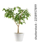 Small photo of benjamin's ficus houseplant with variegated leaves in a white planter, isolated