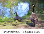 Canada Geese With Six Goslings