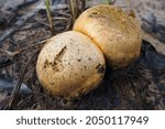 Small photo of The guiltless twin mushrooms are inedible.