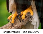 Bald Eagle Talons And Foots