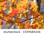 Small photo of Red autumn leaf amiss yellow leaves