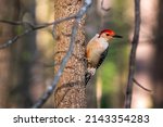 A Red Bellied Woodpecker...
