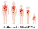 human anatomy organs. man ... | Shutterstock .eps vector #1896986986
