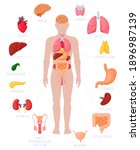 human anatomy infographic.... | Shutterstock .eps vector #1896987139