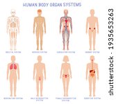 cartoon human body organs... | Shutterstock . vector #1935653263