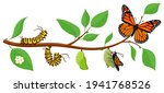 butterfly life cycle. cartoon... | Shutterstock .eps vector #1941768526