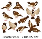 cartoon sparrow bird  cute... | Shutterstock .eps vector #2105627429