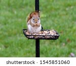 Squirrel Sitting On Bird Feeder ...