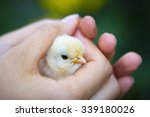 Close View Of Baby Chick In...