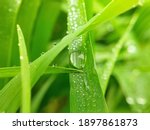 macro water dew drop on green wet grass in winters morning